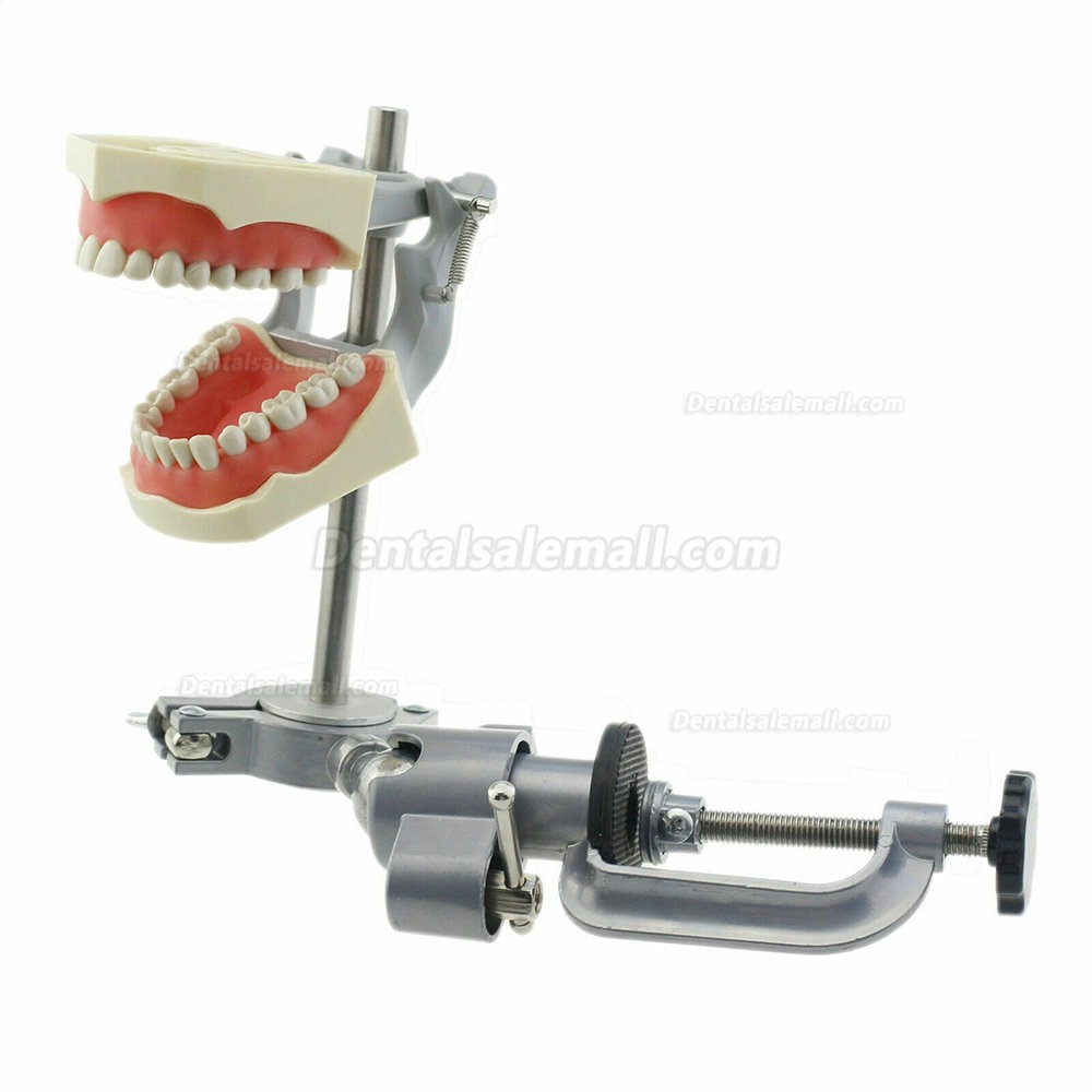 Dental Typodont Model With Pole Mount Practice 32 Pcs Teeth Compatible with Columbia 860