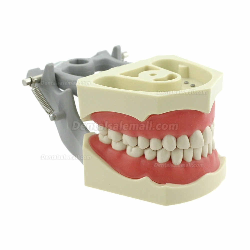Dental Typodont Model With Pole Mount Practice 32 Pcs Teeth