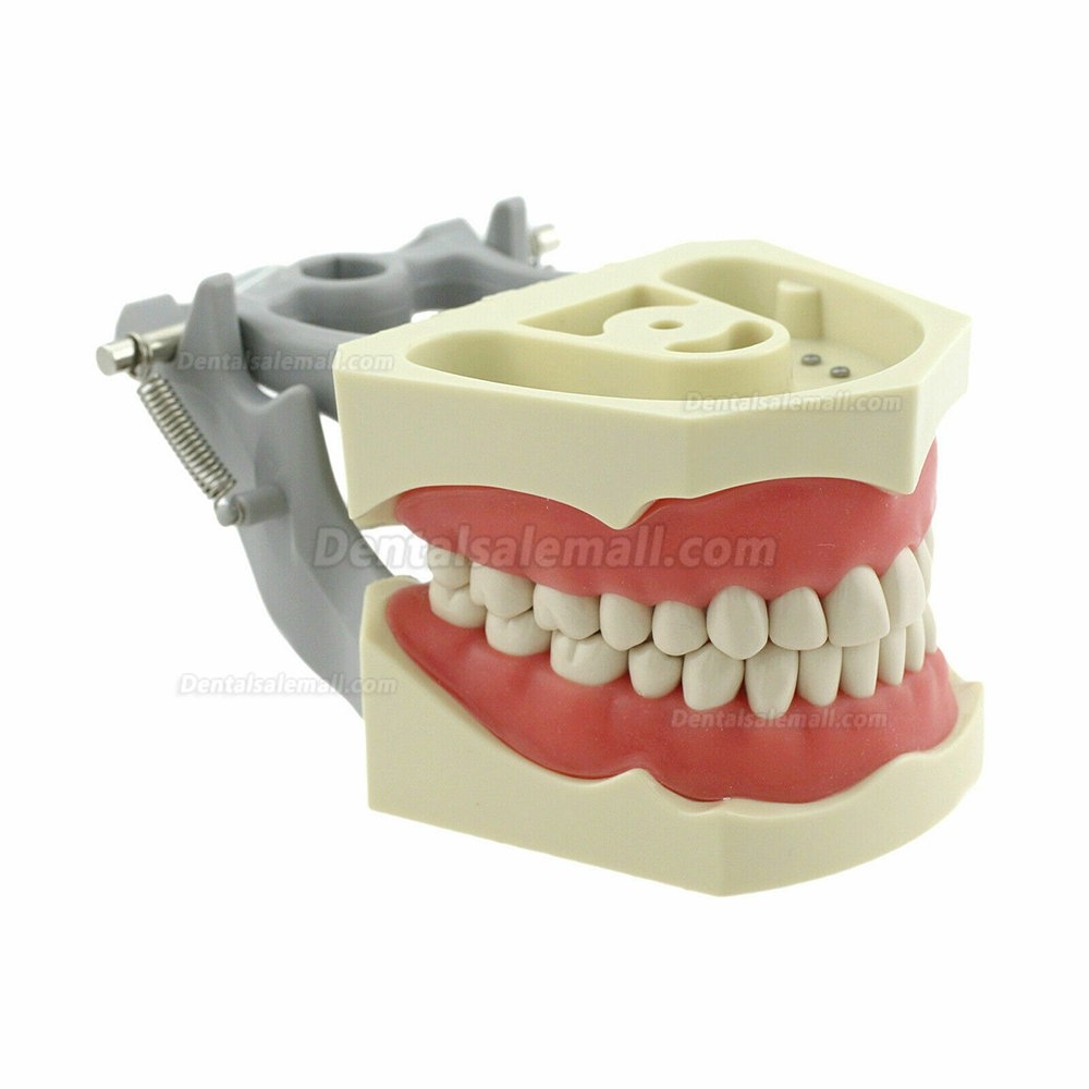 Dental Typodont Model With Pole Mount Practice 32 Pcs Teeth Compatible with Columbia 860