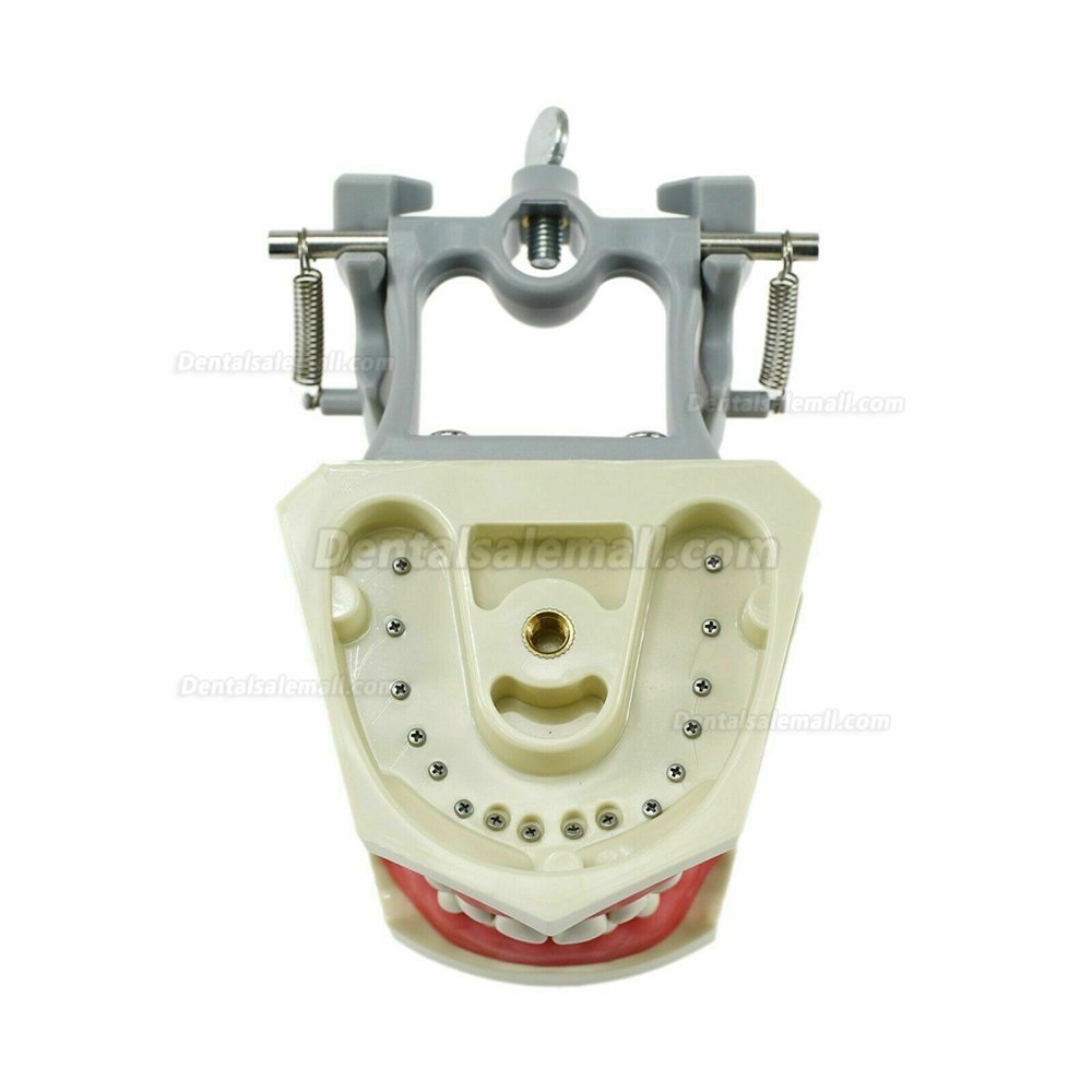 Dental Typodont Model With Pole Mount Practice 32 Pcs Teeth Compatible with Columbia 860