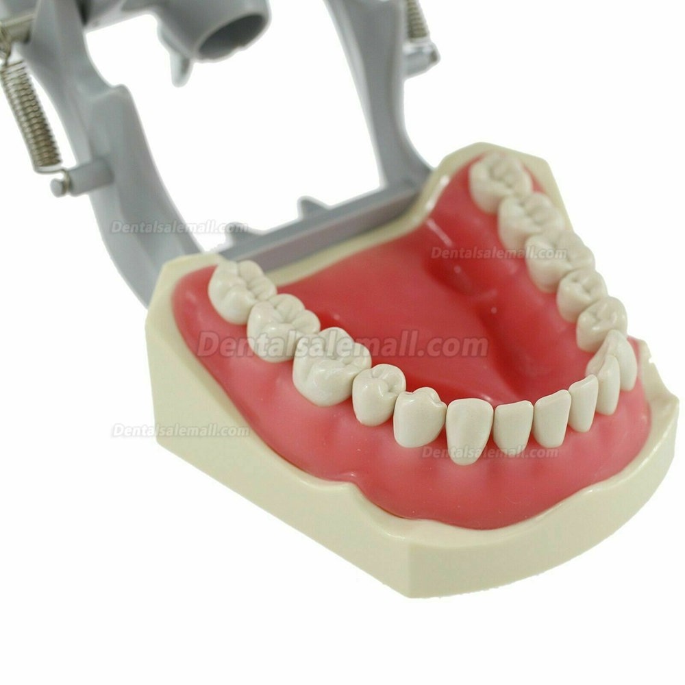 Dental Typodont Model With Pole Mount Practice 32 Pcs Teeth Compatible with Columbia 860