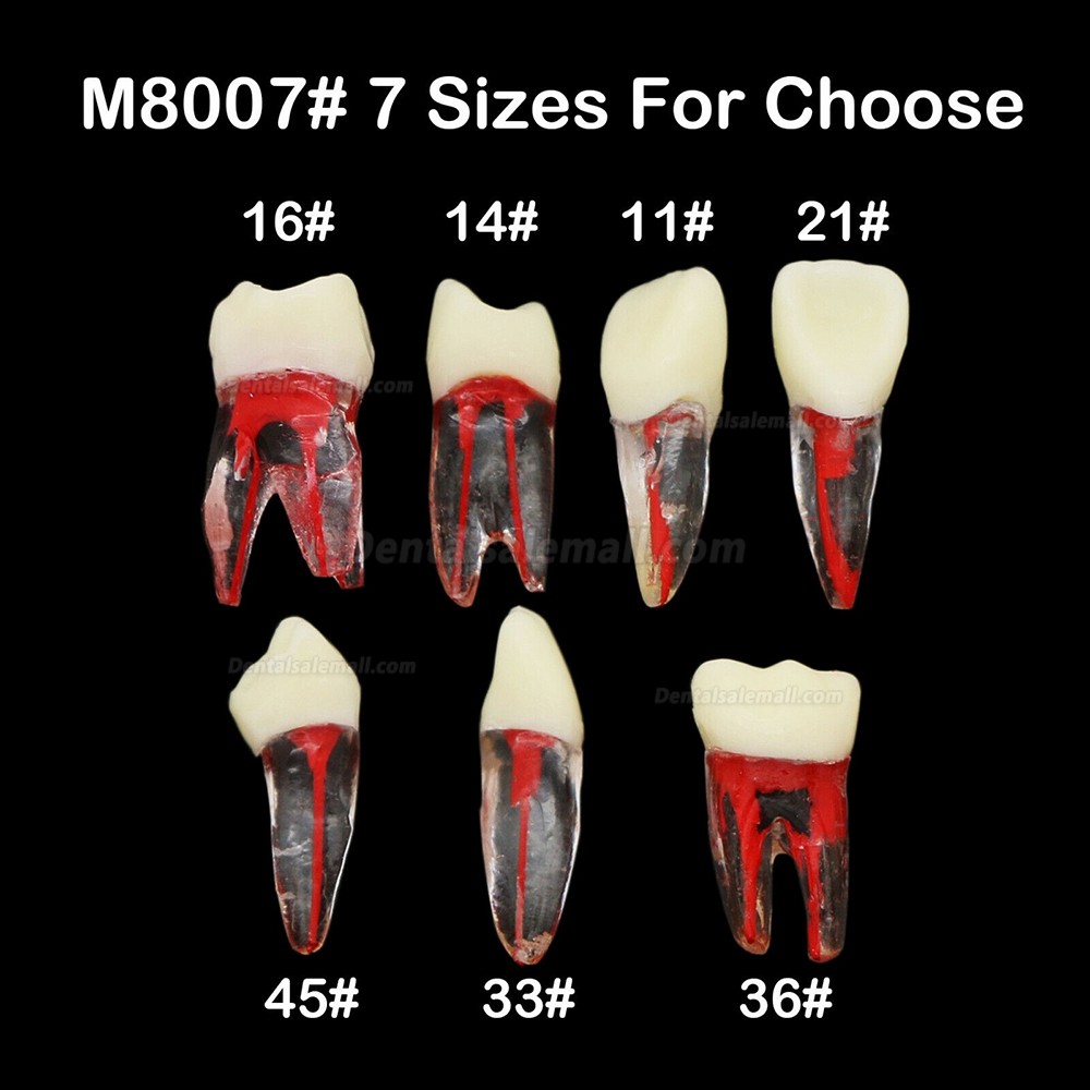7Pcs Dental Endodontic Root Canal RCT Practice Endo Teeth Model Pulp ...