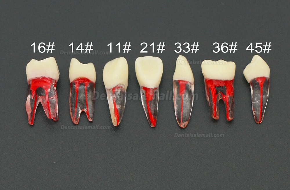 10Pcs Dental Endodontic Root Canal RCT Practice Endo Teeth Model Pulp Study