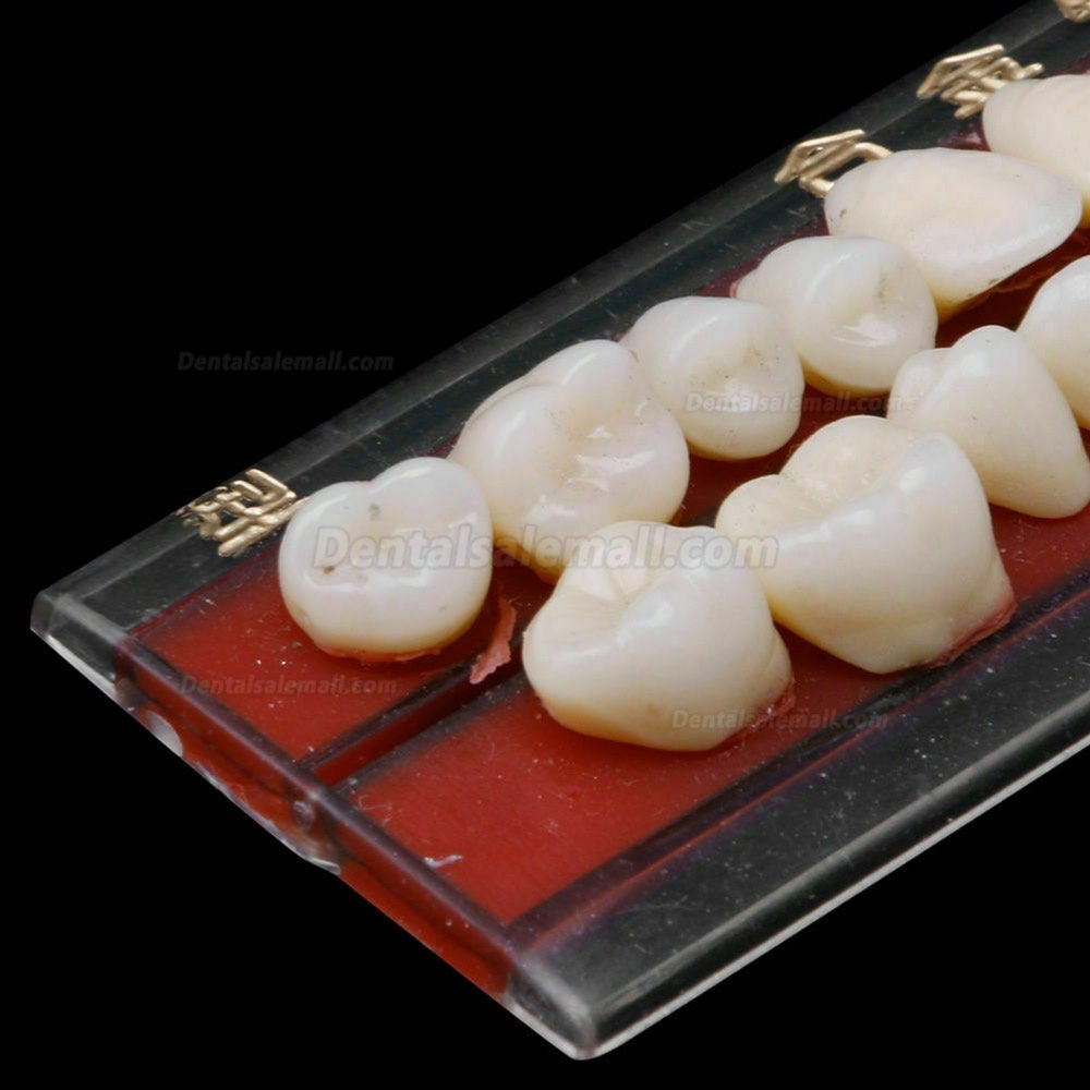 5 Set Alloy Pin Dental Materials Porcelain Teeth Tooth Shade Guide Dentures 24 #