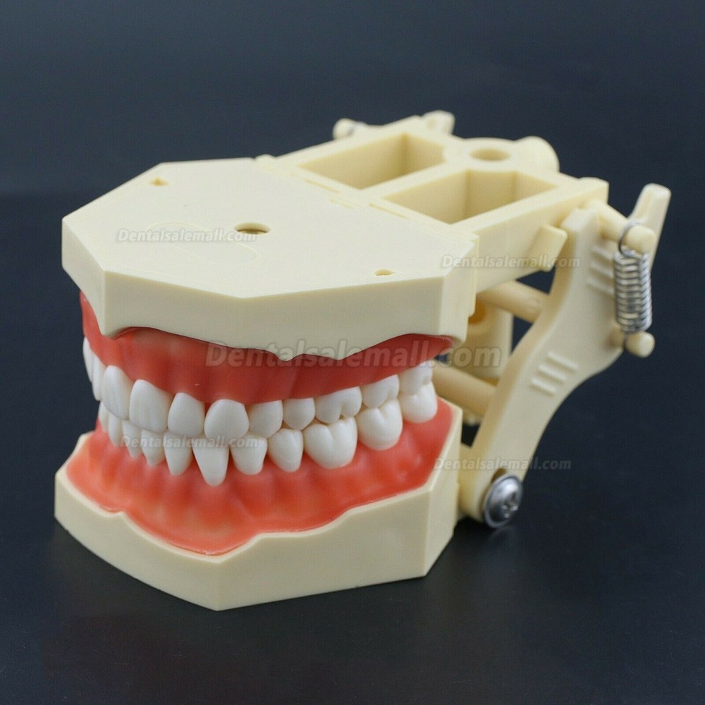 Dental Practice Model Typodont Compatible with Columbia NISSIN Kilgore Frasaco 28 /32 Teeth