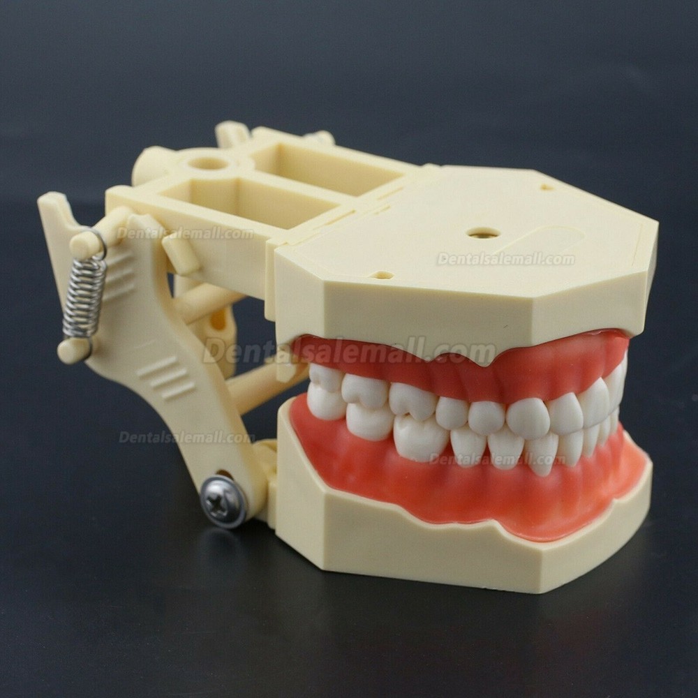 Dental Practice Model Typodont Compatible with Columbia NISSIN Kilgore Frasaco 28 /32 Teeth