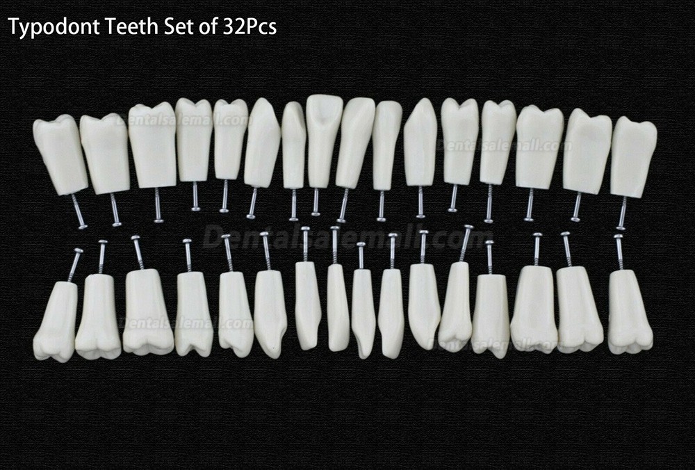 10Pcs/lot Dental Typodont Teeth Replacement Teeth Compatible with Columbia 860