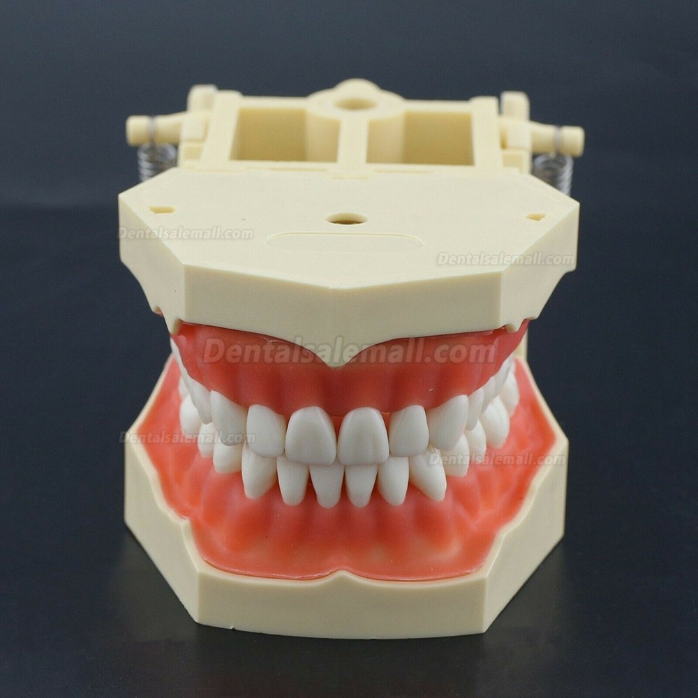 Dental Practice Model Typodont Compatible with Columbia NISSIN Kilgore Frasaco 28 /32 Teeth