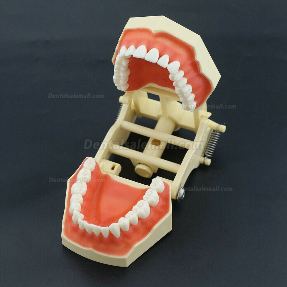 Dental Practice Model Typodont Compatible with Columbia NISSIN Kilgore Frasaco 28 /32 Teeth
