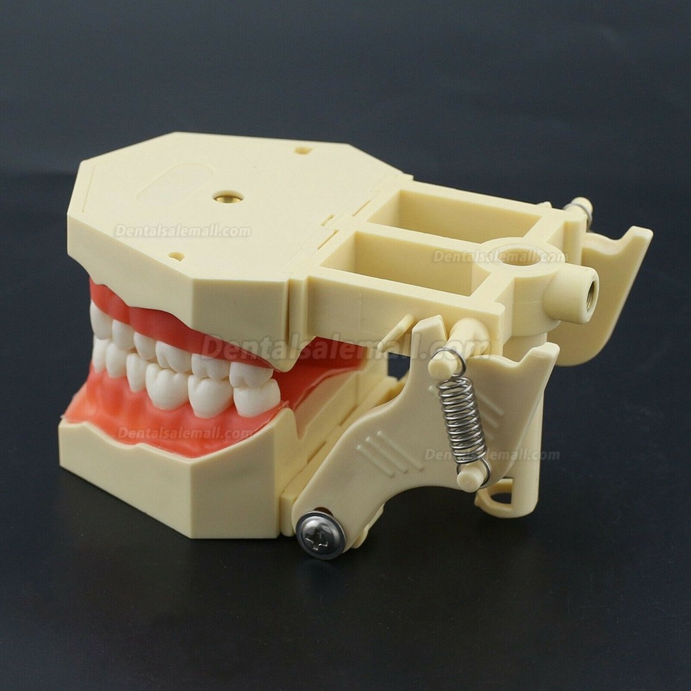 Dental Practice Model Typodont Compatible with Columbia NISSIN Kilgore Frasaco 28 /32 Teeth