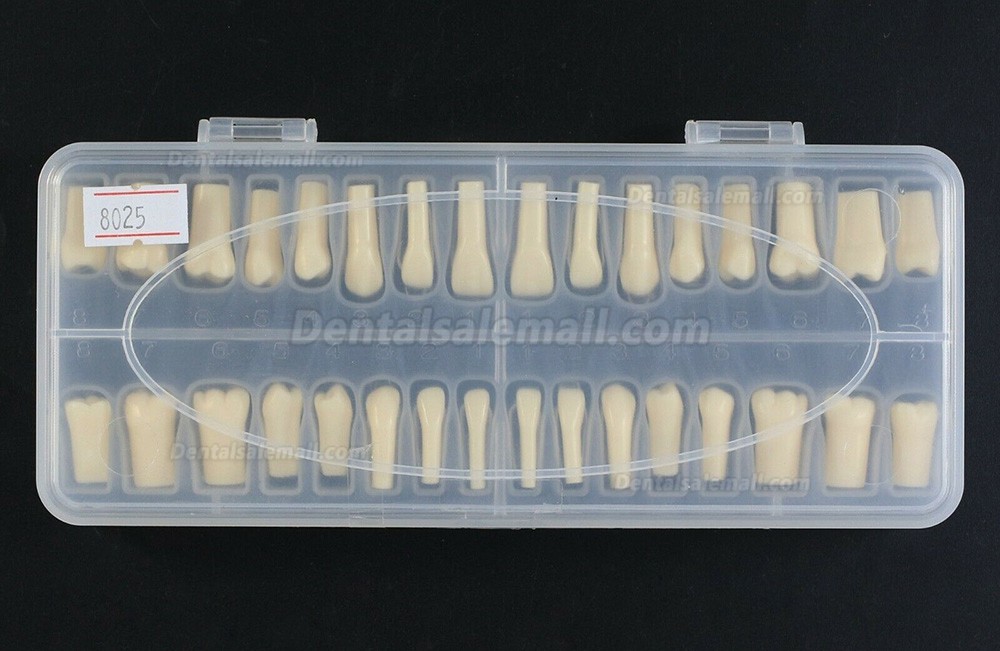 Dental Replacement Typodont Teeth 32 pcs with Screws Compatible with Kilgore Nissin 200