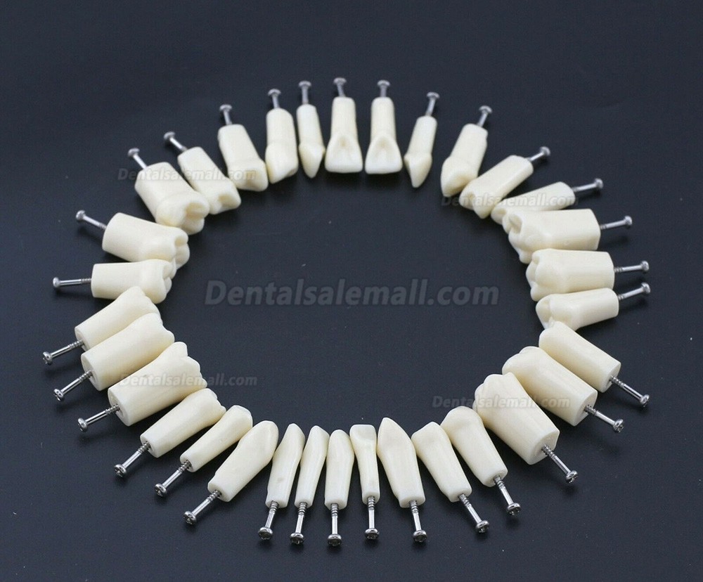 Dental Replacement Typodont Teeth 32 pcs with Screws Compatible with Kilgore Nissin 200