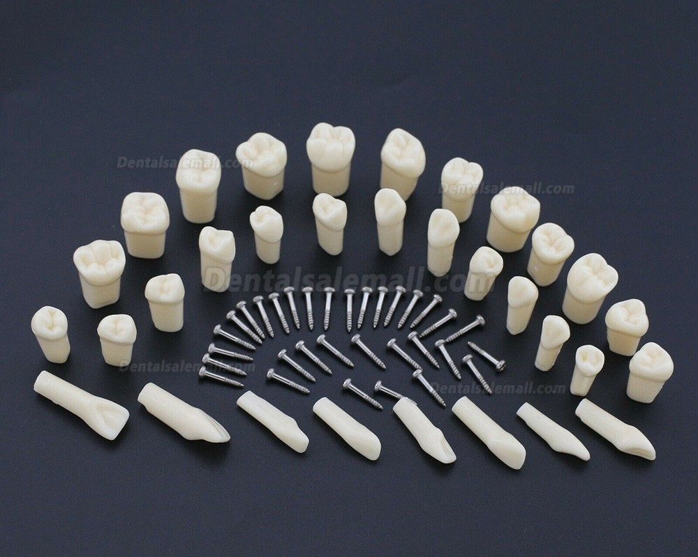 thumbnail interactive-video image 1 of Dental Typodont Teeth Model With Removable Teeth – Compatible With Kilgore NISSIN 200/500 Type (M8011, M8024) 1 of 2