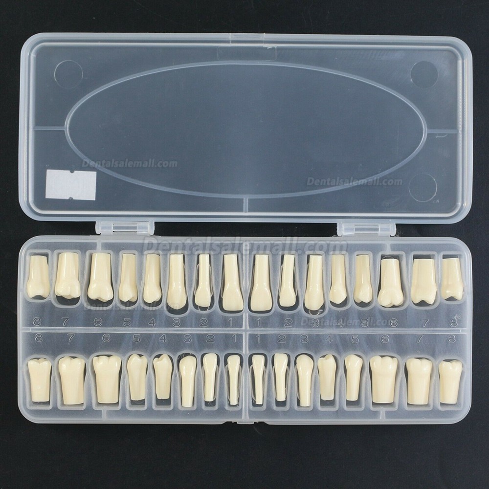 Dental Replacement Typodont Teeth 32 pcs with Screws Compatible with Kilgore Nissin 200