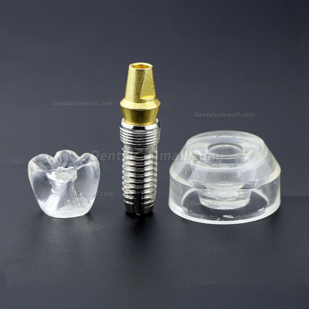 Dental Implant Demonstration Model 2.5x Size Detachable Transparent 2020