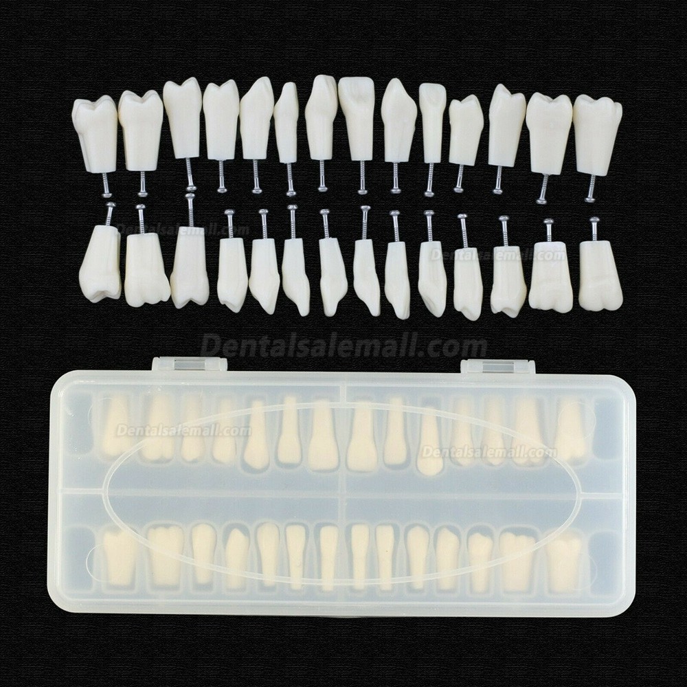 Dental Typodont Teeth Replacement with Screw Fit 28 Pcs Teeth Frasaco ANA-4 Typodont