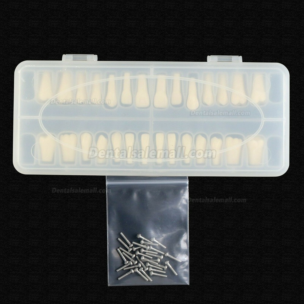 Dental Typodont Teeth Replacement with Screw Fit 28 Pcs Teeth Frasaco ANA-4 Typodont