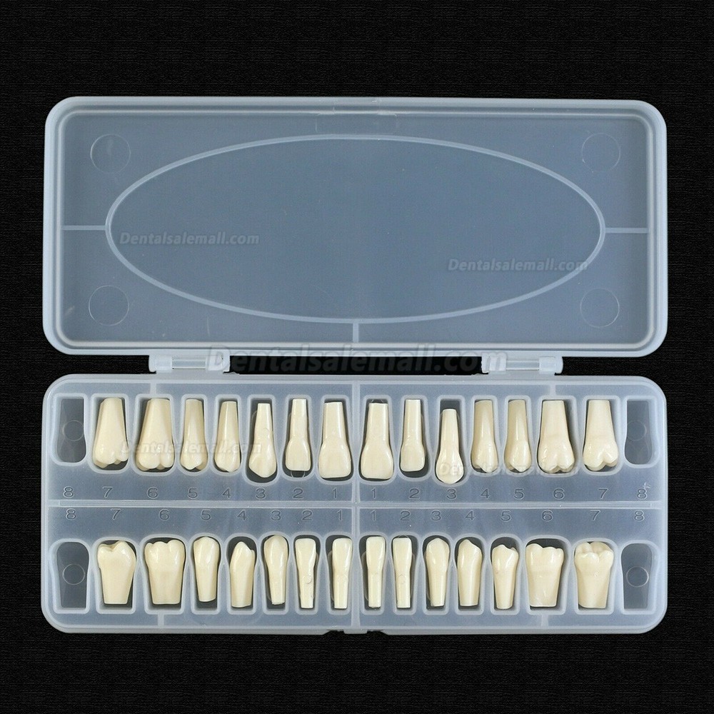 Dental Typodont Teeth Replacement with Screw Fit 28 Pcs Teeth Frasaco ANA-4 Typodont