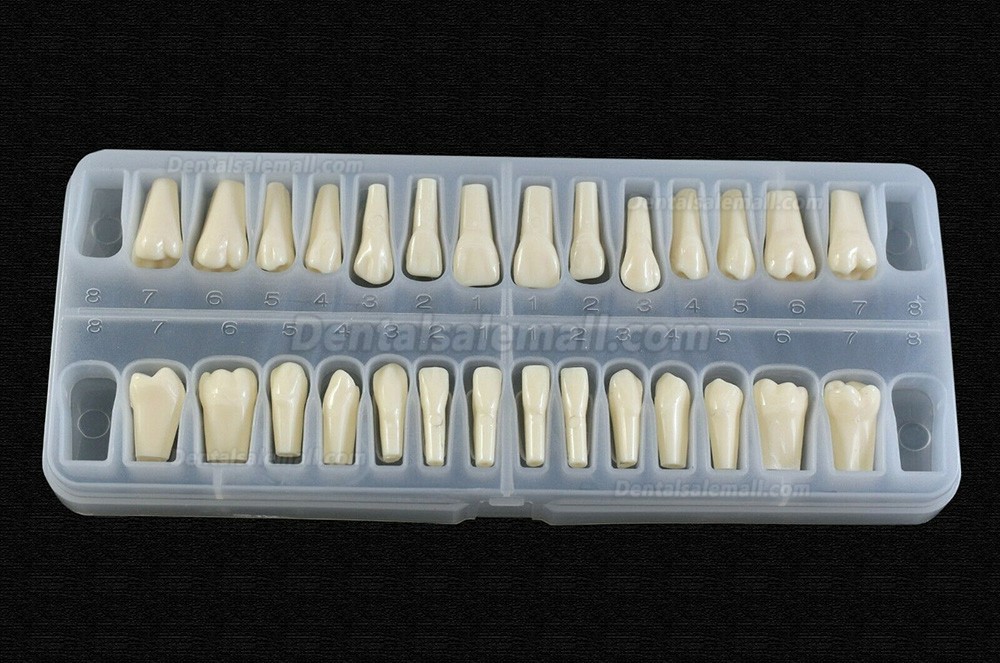 Dental Typodont Teeth Replacement with Screw Fit 28 Pcs Teeth Frasaco ANA-4 Typodont