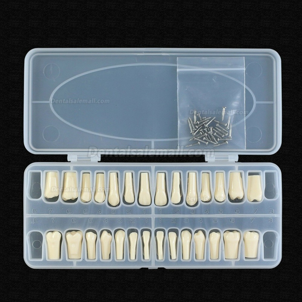 Dental Typodont Teeth Replacement with Screw Fit 28 Pcs Teeth Frasaco ANA-4 Typodont