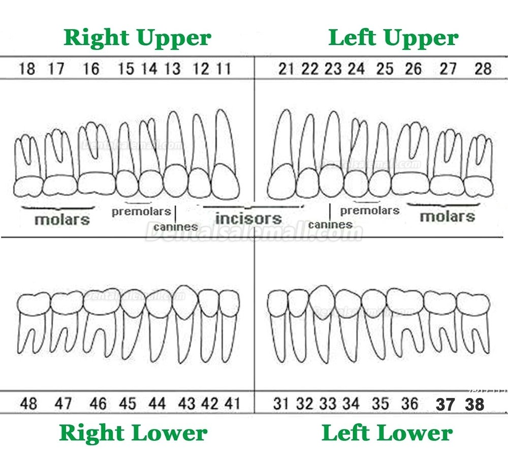 Dental Typodont Restorative Standard Simulation Model with 32PCS Removable Teeth Compatible Frasaco AG3